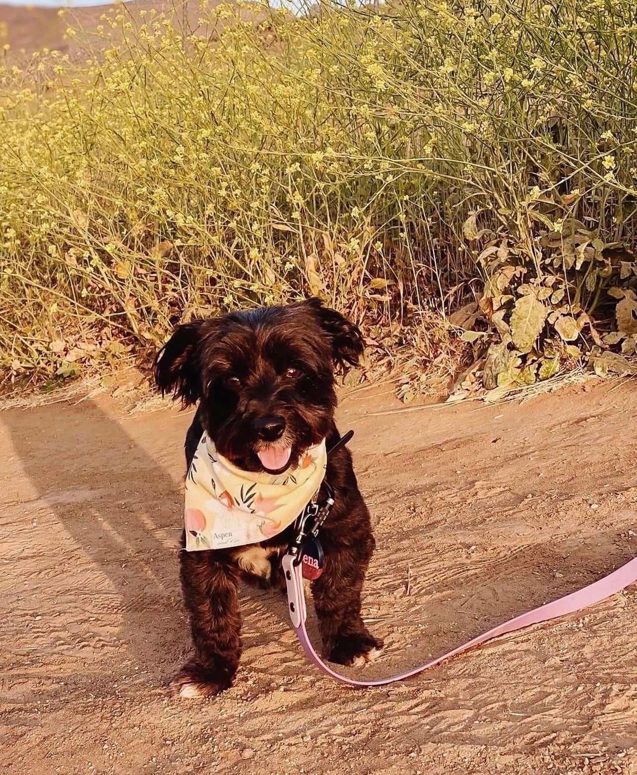 Spring Dog Bandana - Peach Blossom (Peaches)