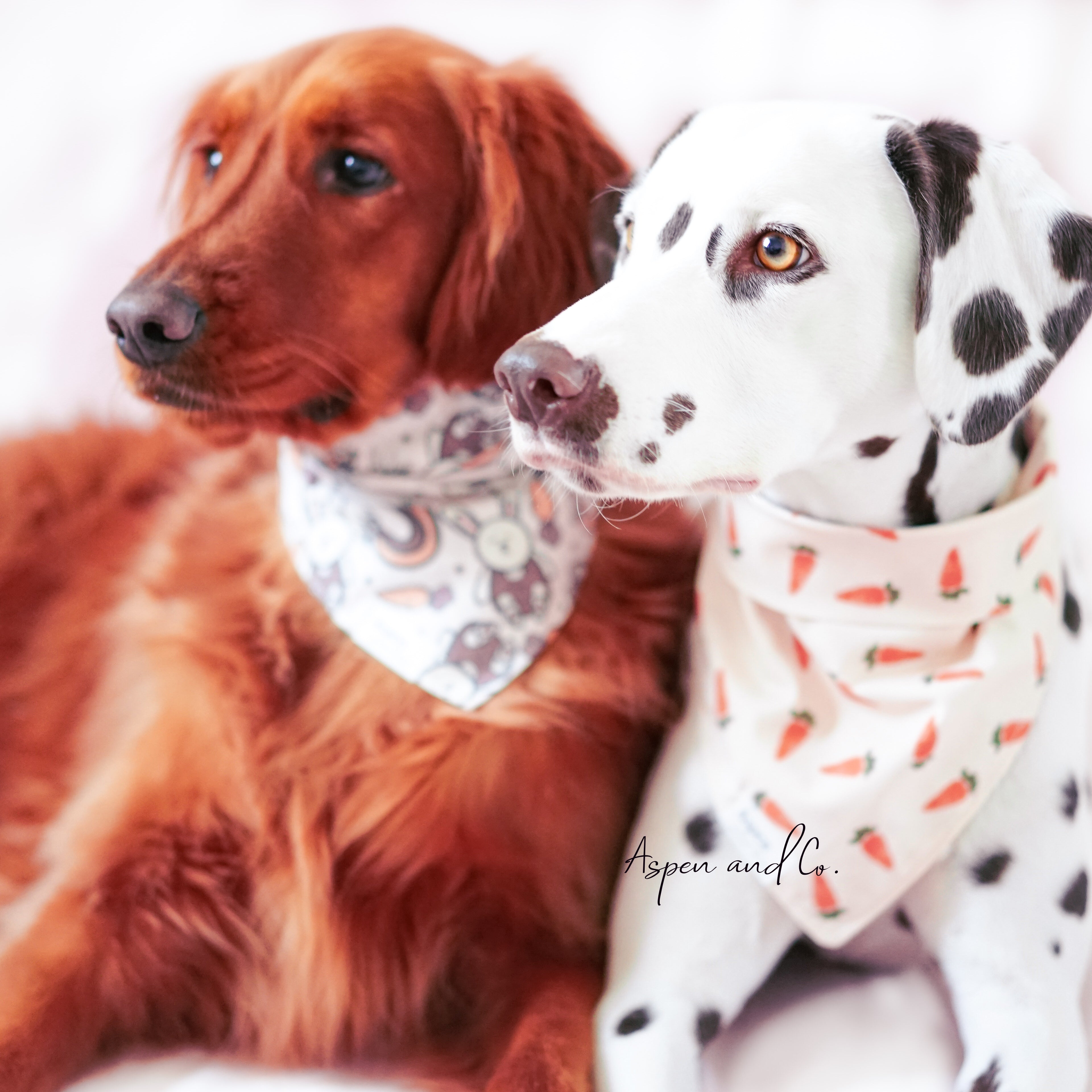 Easter dog bandana - golden retriever and Dalmatian wear dog bandanas for easter