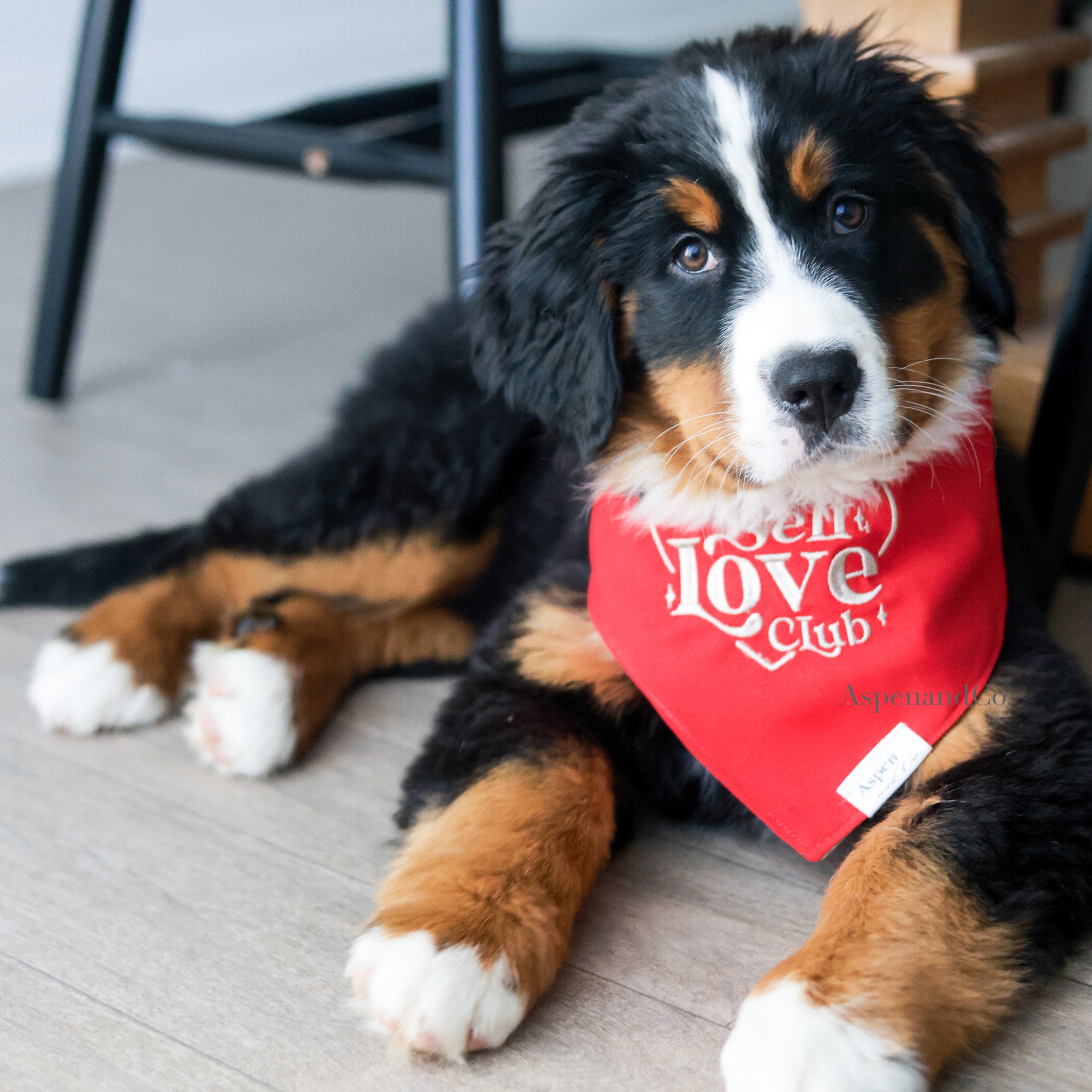 Adorable Bernese Mountain Dog puppy laying down, wearing a cool-toned red embroidered dog bandana with beige stitching that says “Self Love Club” inside a heart; cozy and uplifting pet accessory.