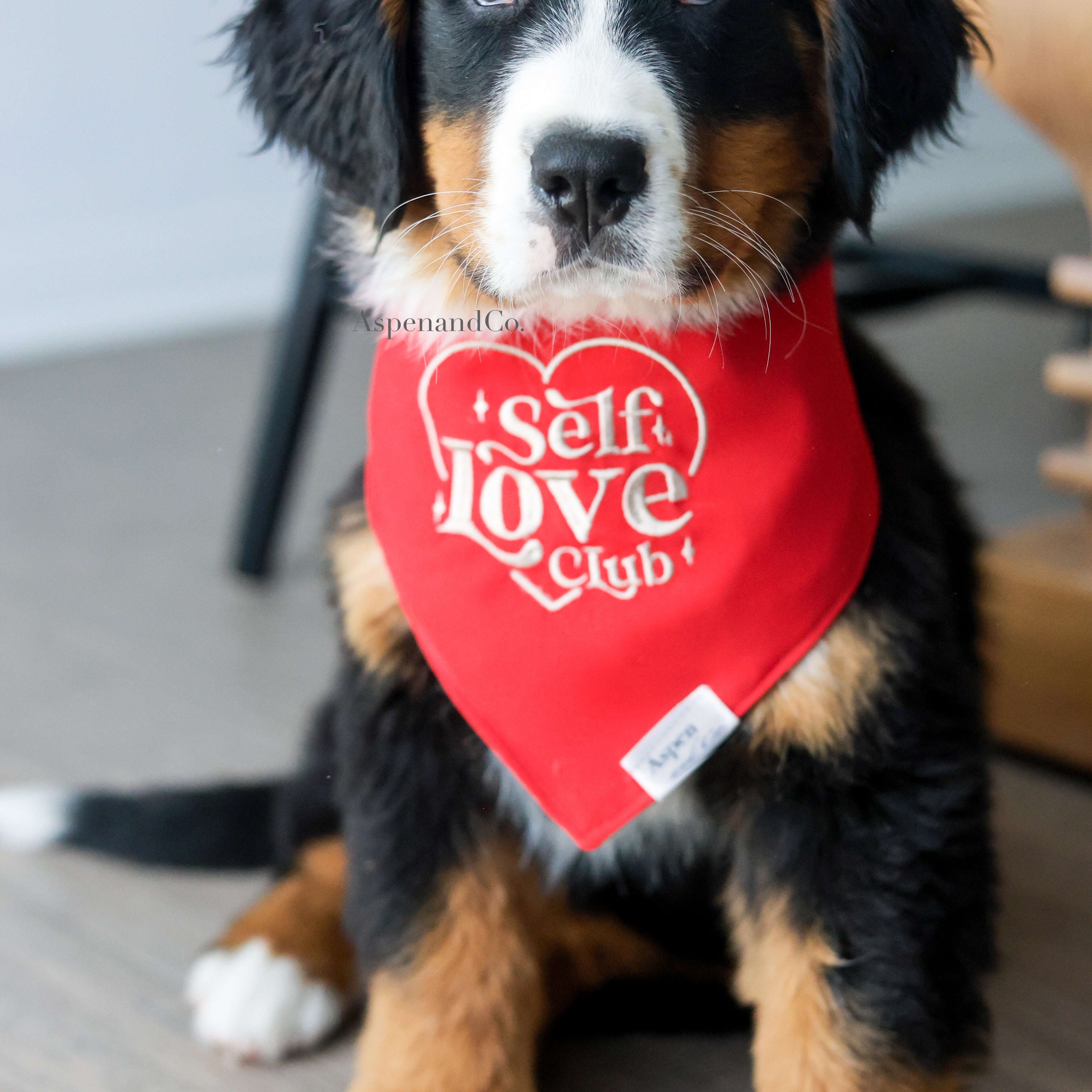 Adorable Bernese Mountain Dog puppy wearing a cool-toned red embroidered bandana with beige stitching that says “Self Love Club” inside a heart; stylish mental health-themed pet accessory.