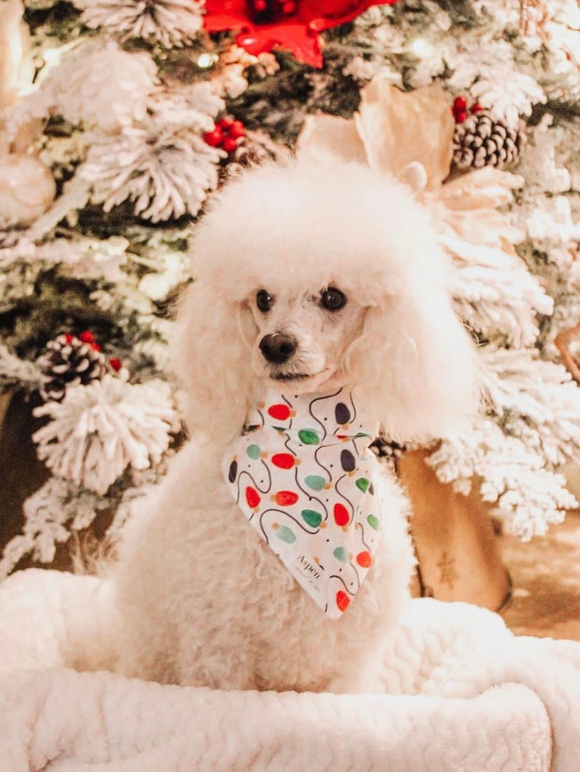 Christmas Lights - Holiday Dog Bandana