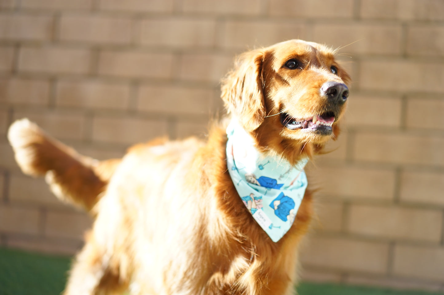 Shady Pines - Elastic Dog Bandana