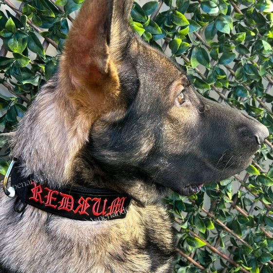 “German Shepherd with a bold red 6×2 tactical patch on collar for working dogs