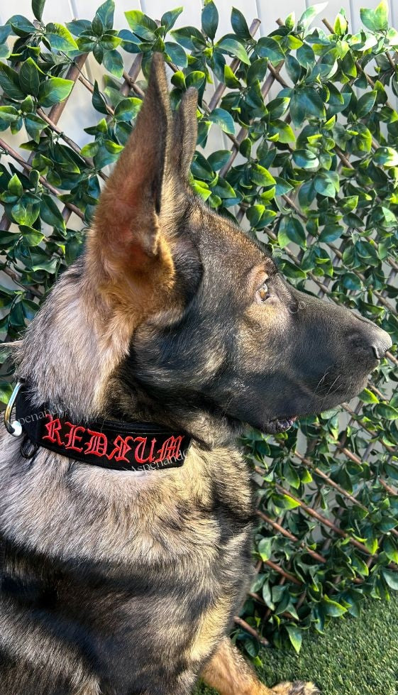 “German Shepherd with a bold red 6×2 tactical patch on collar for working dogs