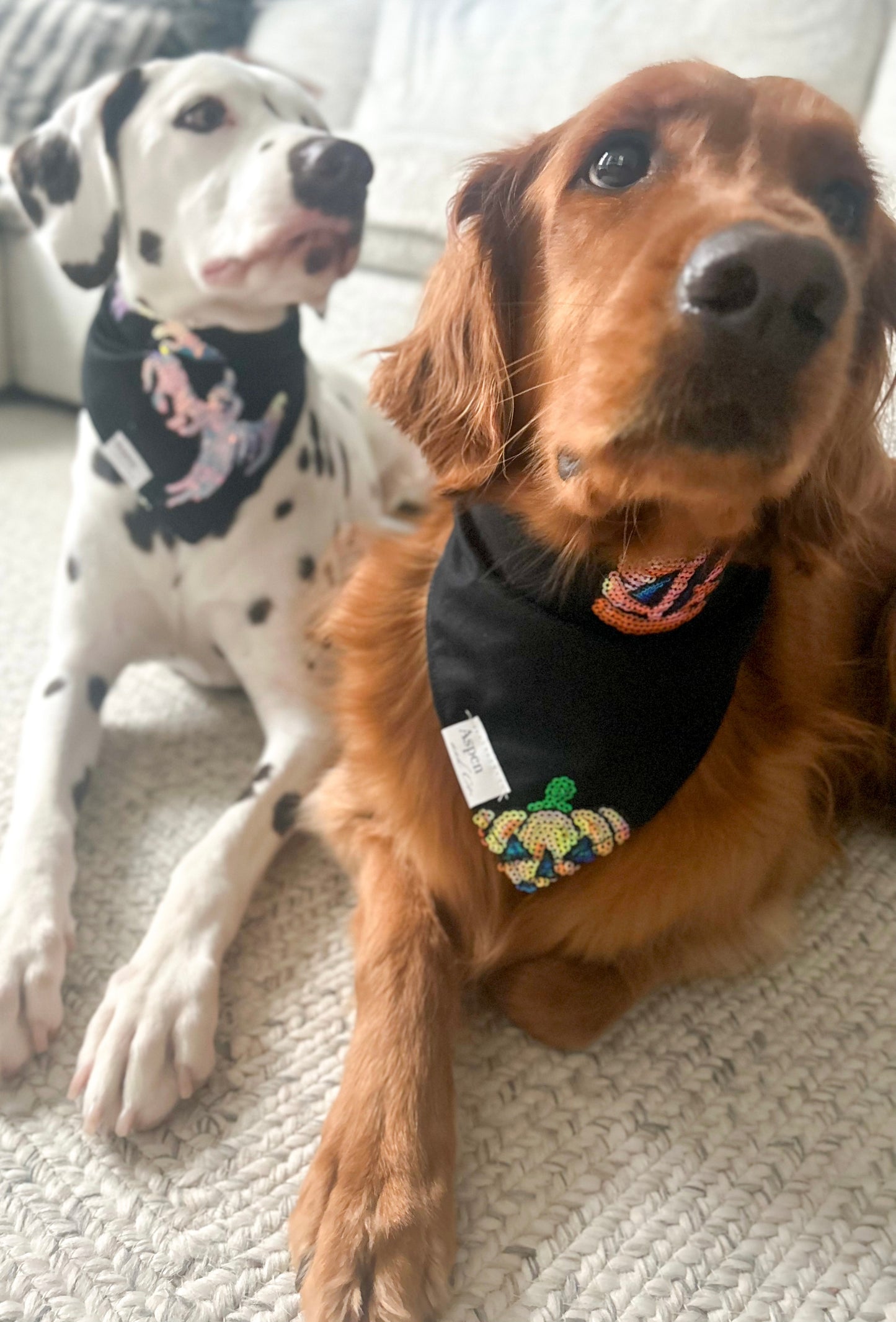 Embroidered Jack o'Lantern- Halloween Dog Bandana