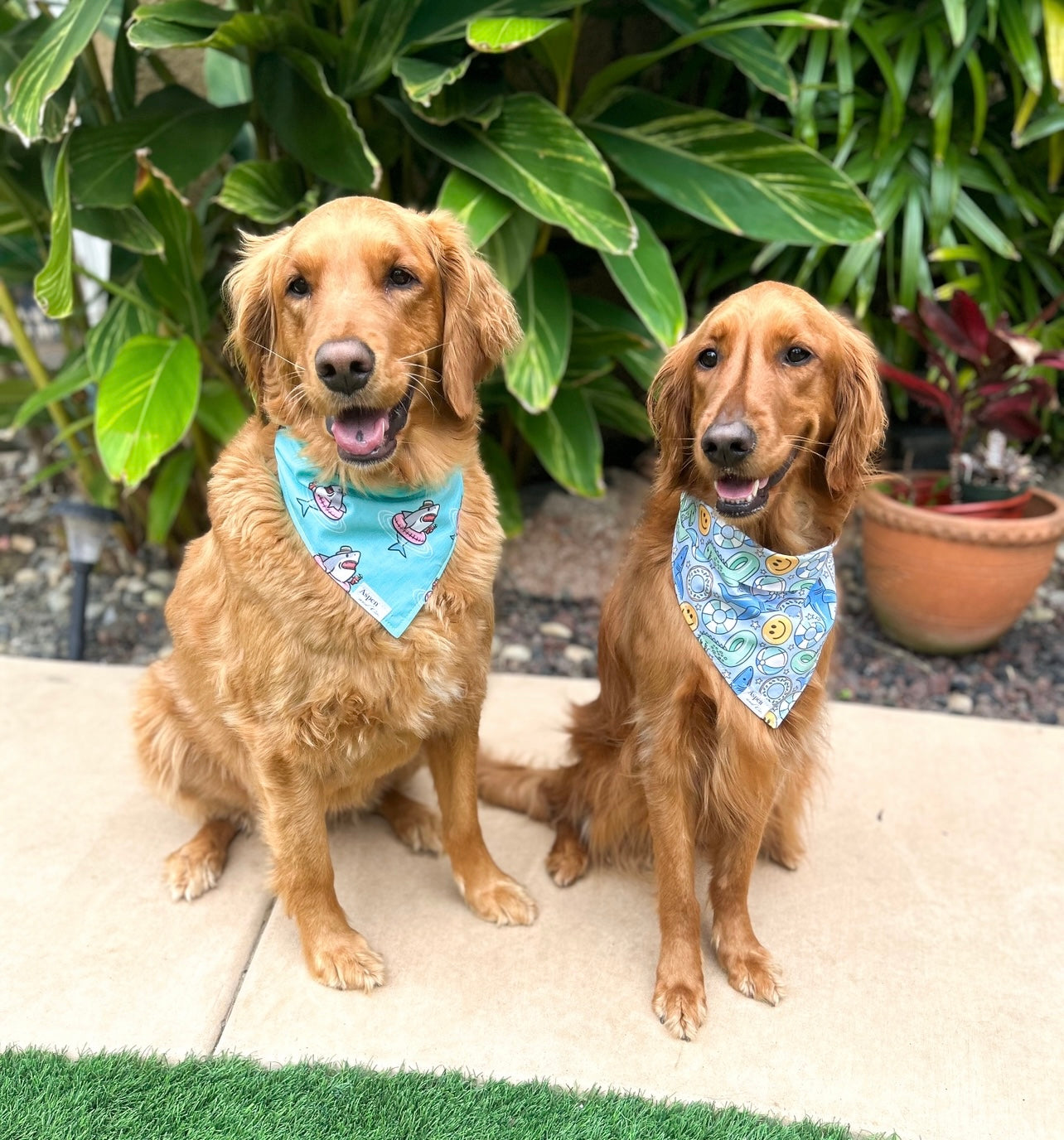 Pool Party Dog Bandana - Summer Collection