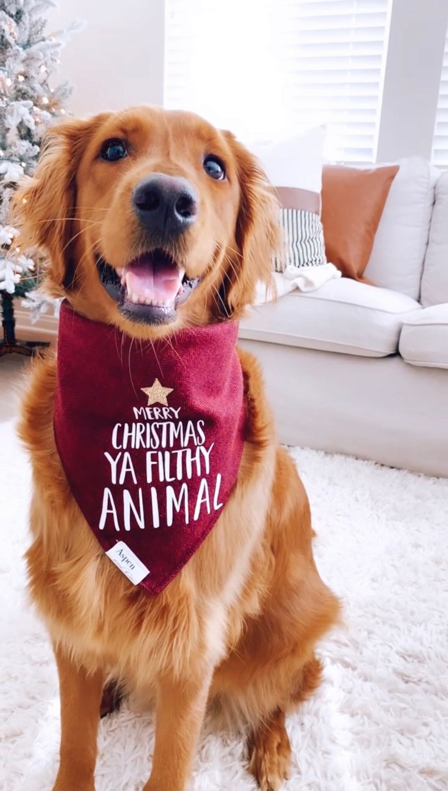 Home Alone (Merry Christmas Ya Filthy Animal) - Holiday Dog Bandana