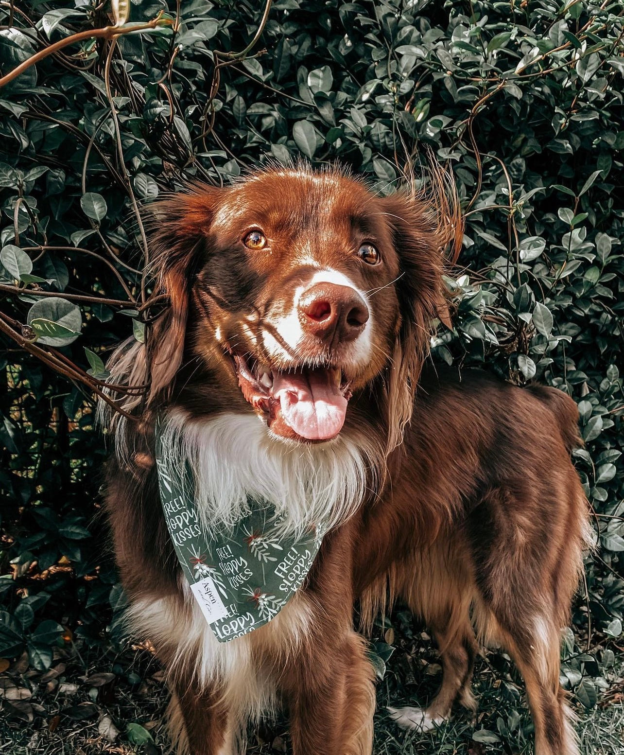 Mistletoe -Holiday Dog Bandana