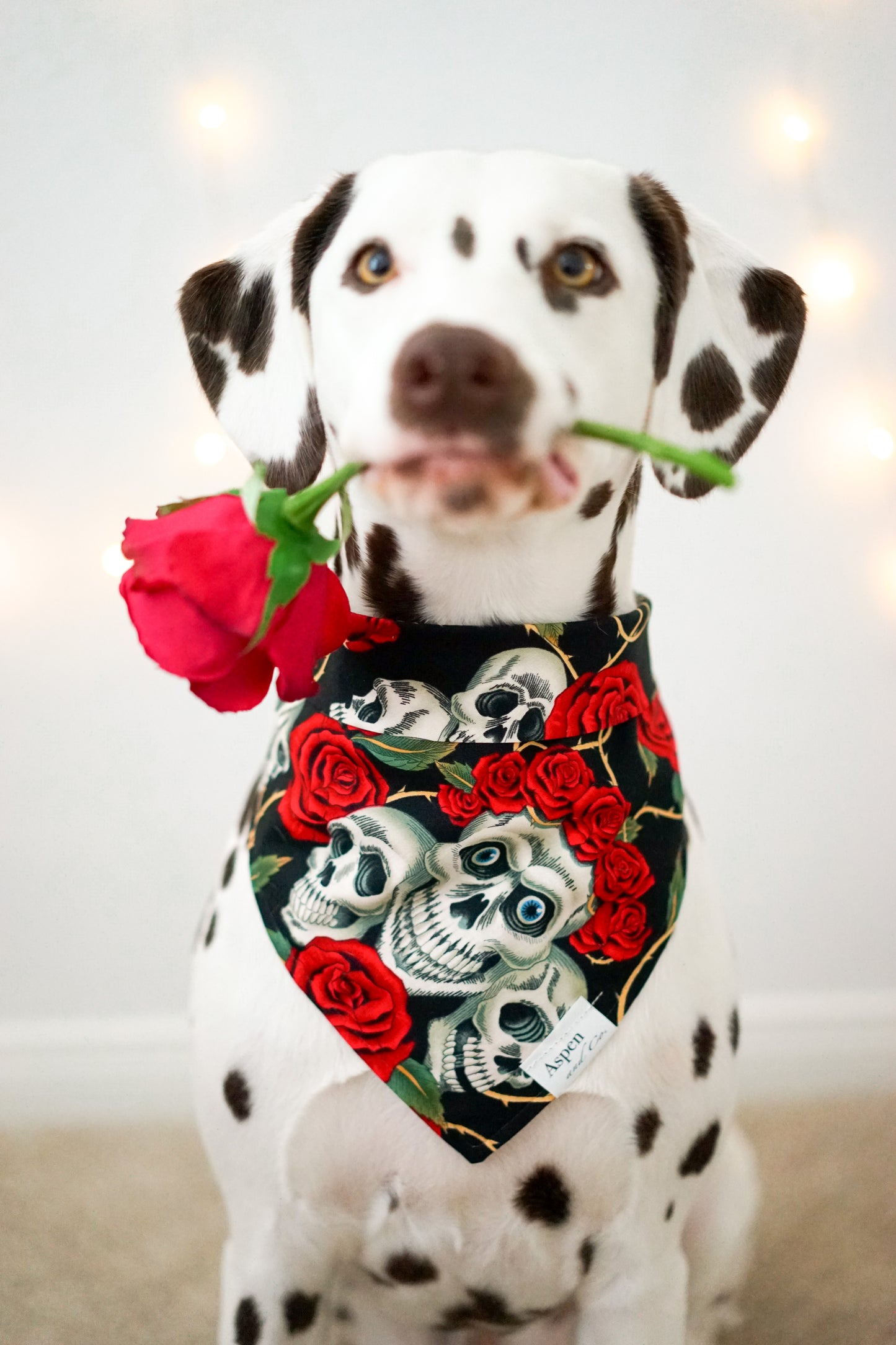 Rosas Muertas -Halloween Dog Bandana (Dead Roses)