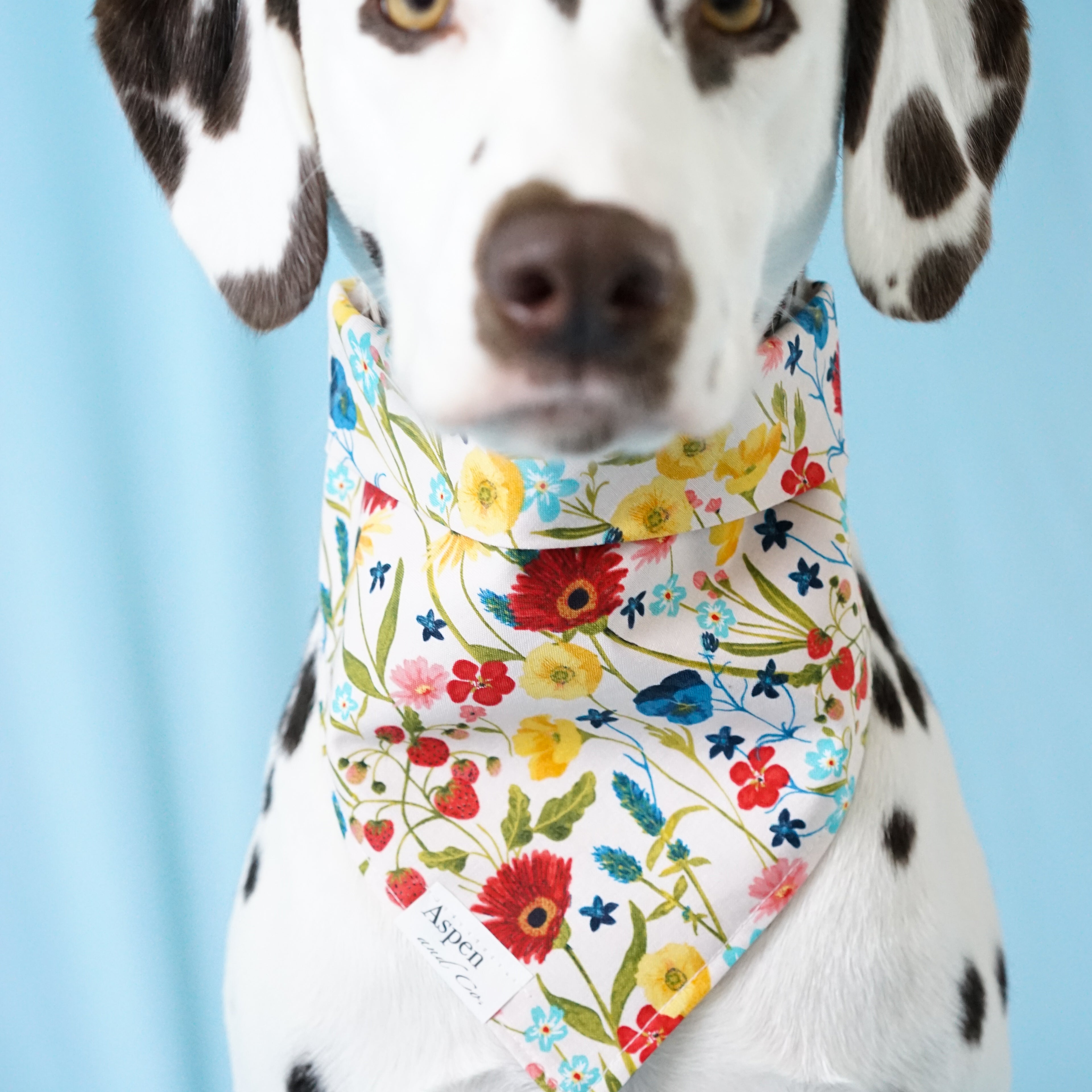Dalmatian dog bandana. Liver spotted Dalmatian is wearing a beautiful spring dog bandana feature assorted wildflowers and berries. Handmade in Southern California, Aspen and Co. offers dog bandanas, puppy bandanas, dog portraits, dog mom shirts, waterproof bandanas, dog collars, dog birthday bandanas, and more.