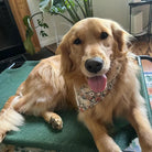 Smiling Golden Retriever wearing Ghostie dog bandana without ruffles, featuring autumn neutral colors, floral and foliage patterns, and small ghost designs
