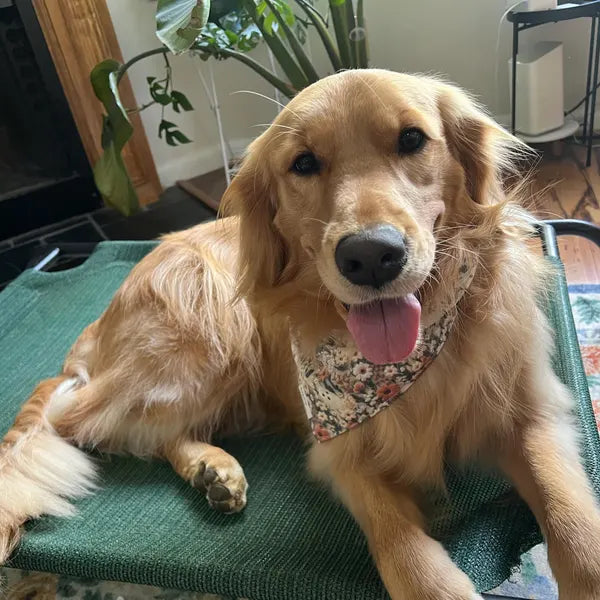 Smiling Golden Retriever wearing Ghostie dog bandana without ruffles, featuring autumn neutral colors, floral and foliage patterns, and small ghost designs