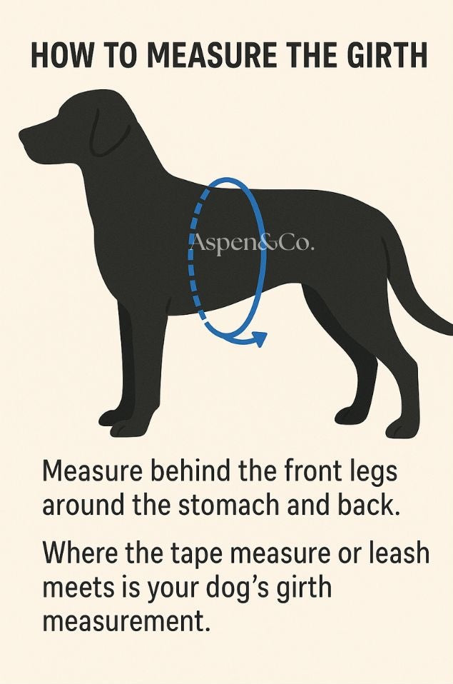 Diagram showing how to measure a dog's girth with text and a black silhouette of a dog.