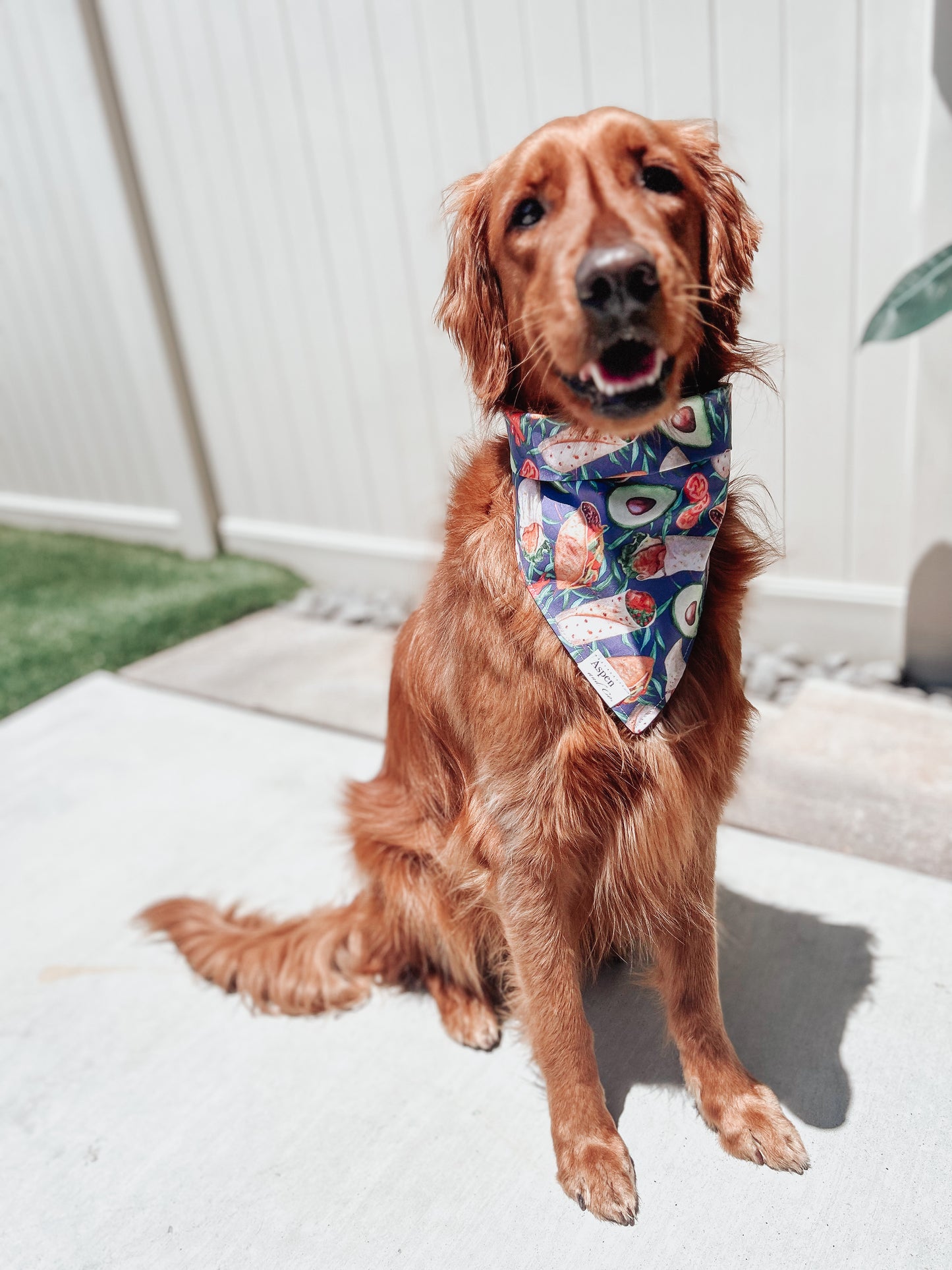 Tacos Dog Bandana - Summer Collection