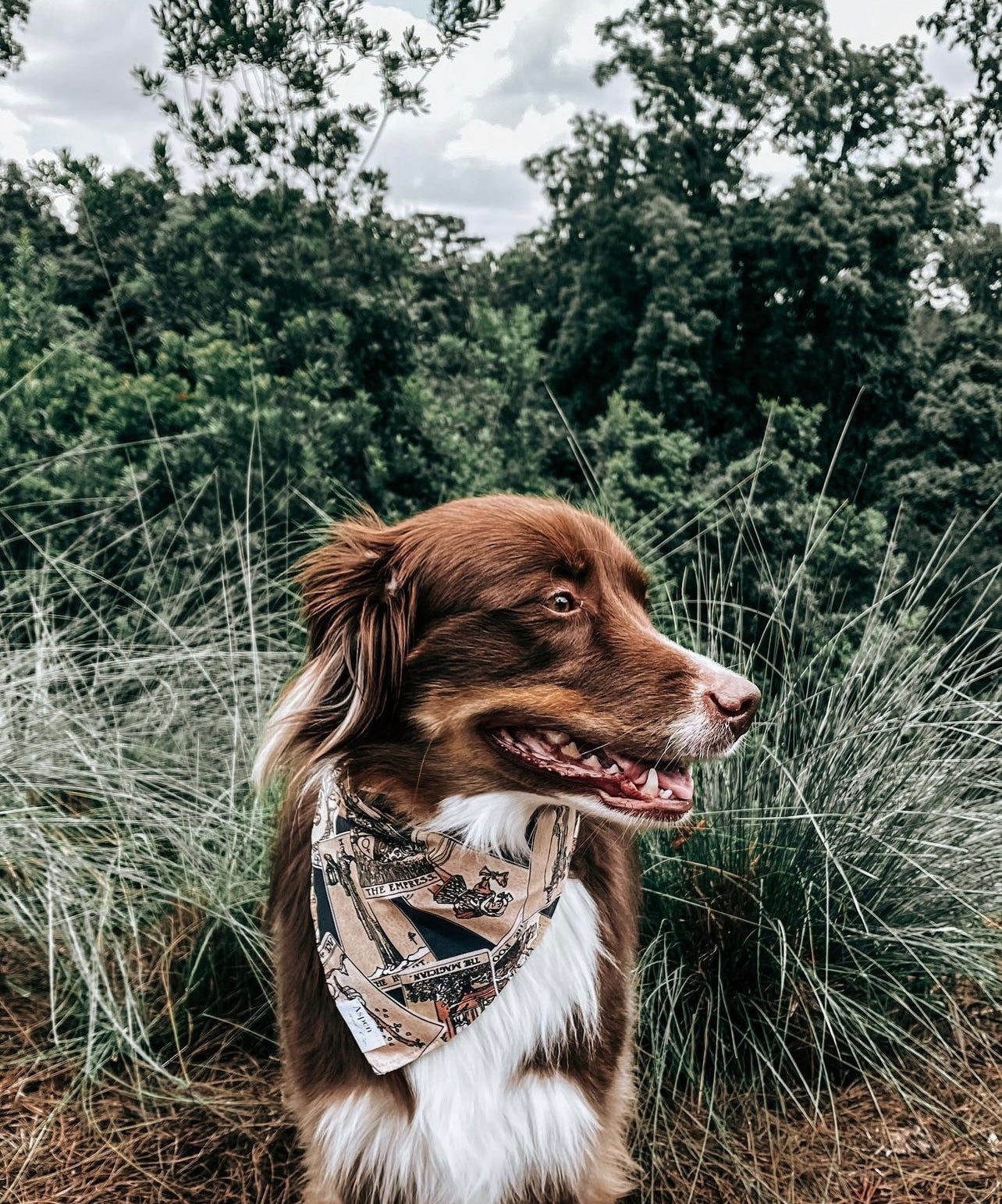 Arcana Dog Bandana (Tarot Card) - Enchantment Collection