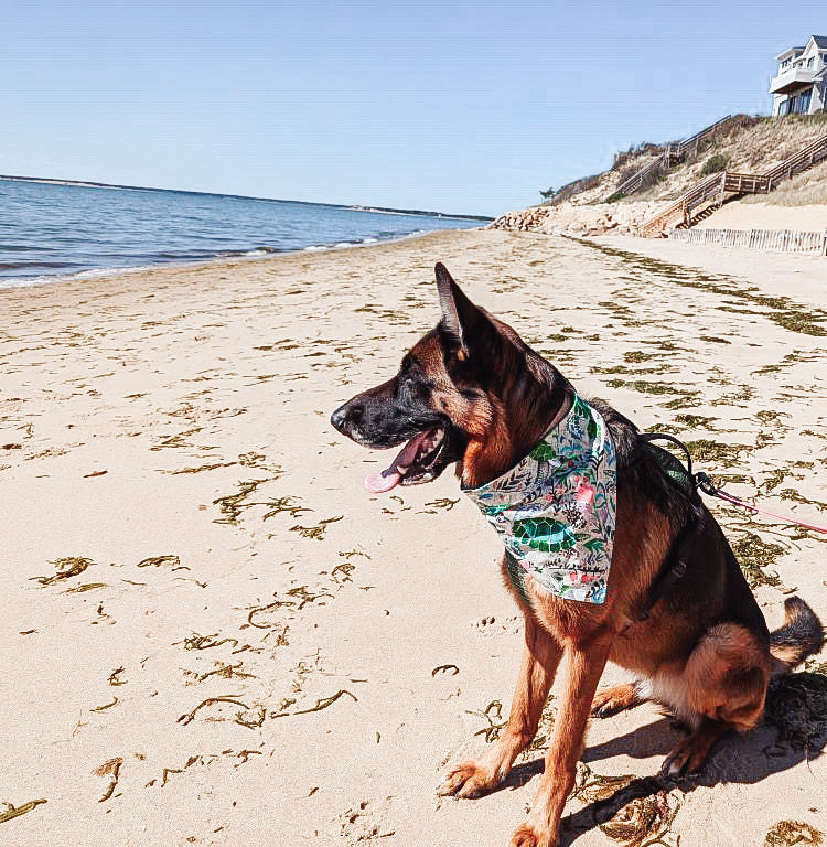 Dog Bandana - Summer Sea