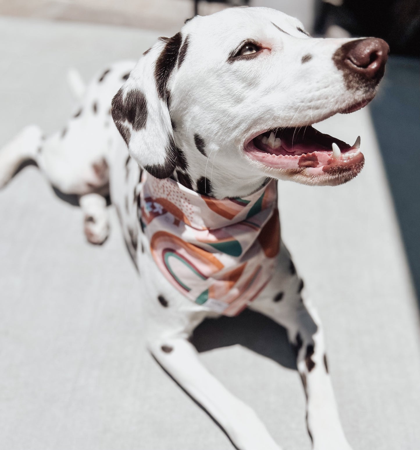 Laguna Dog Bandana - Summer Collection