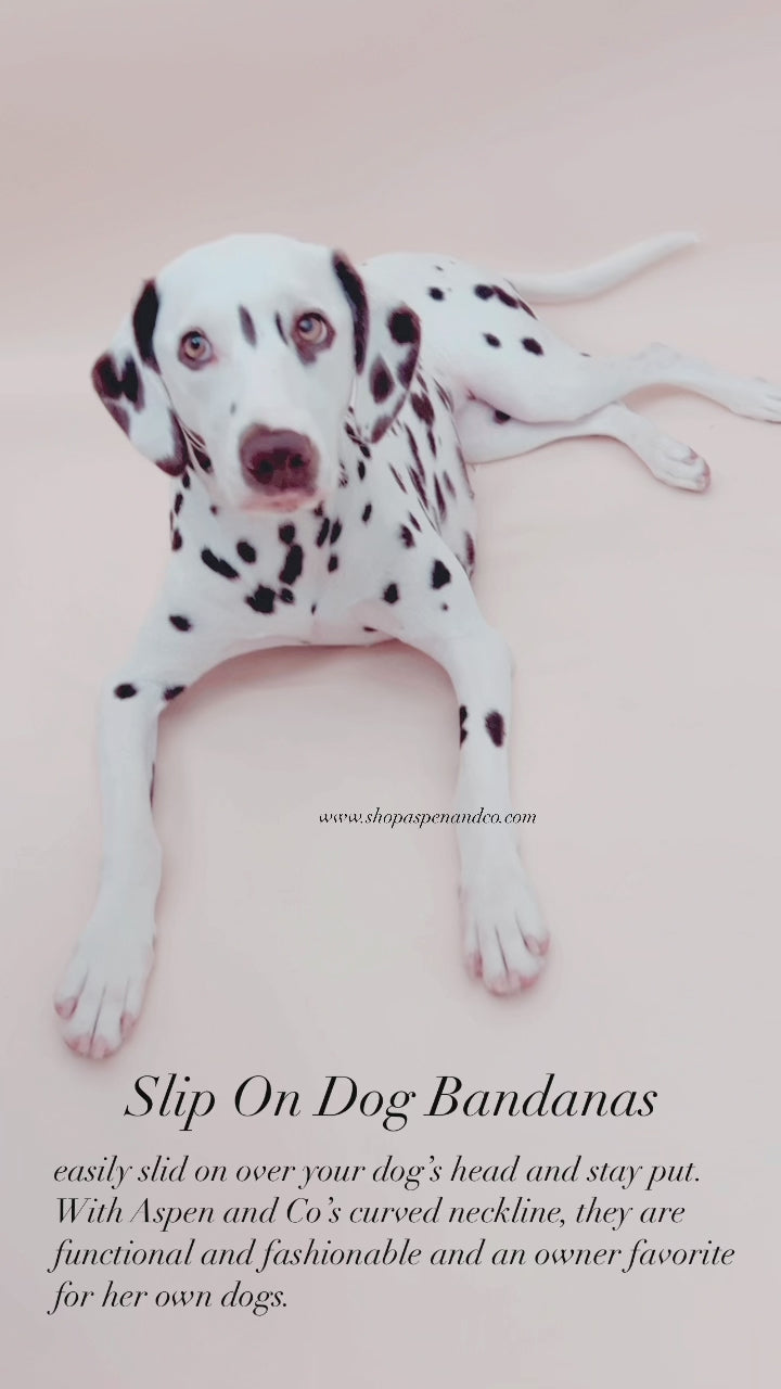 How-to video — Dalmatian and owner demonstrating how to put on a slip-on scrunchie dog bandana with elastic collar.