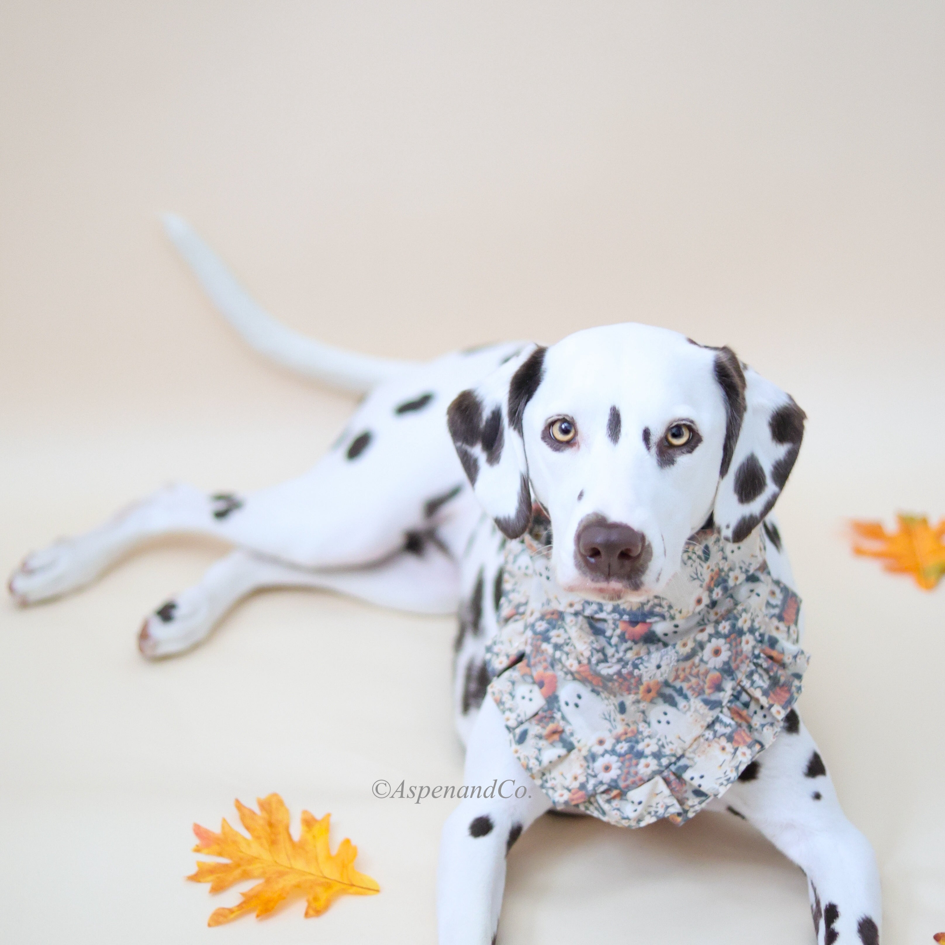Dalmatian wearing Ghostie dog bandana with ruffled trim, showcasing autumn neutral colors, floral and foliage patterns, and playful ghost designs.