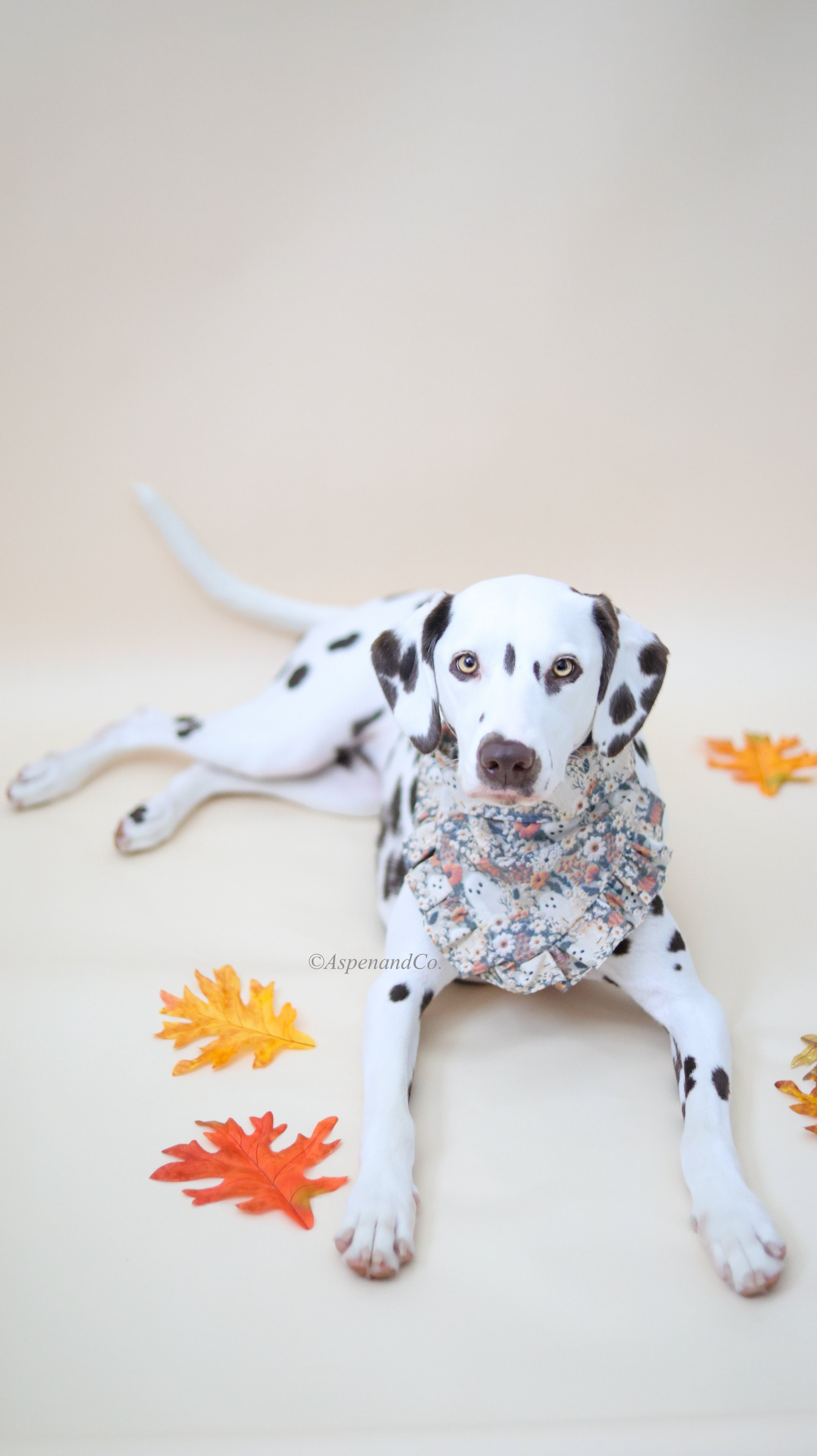Dalmatian wearing Ghostie dog bandana with ruffled trim, showcasing autumn neutral colors, floral and foliage patterns, and playful ghost designs.