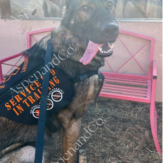 German Shepherd wearing service K9 in training tactical dog vest with orange embroidery