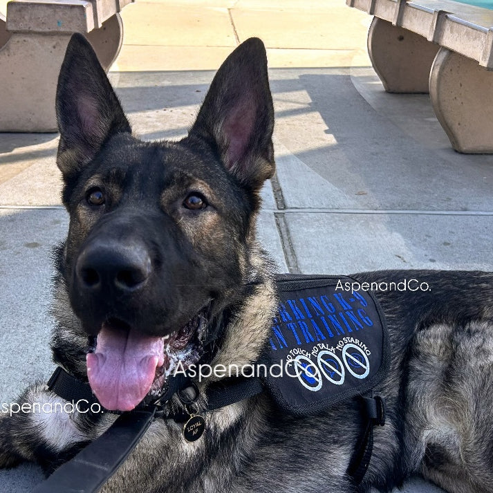 German Shepherd wearing service dog in training tactical vest with blue embroidery