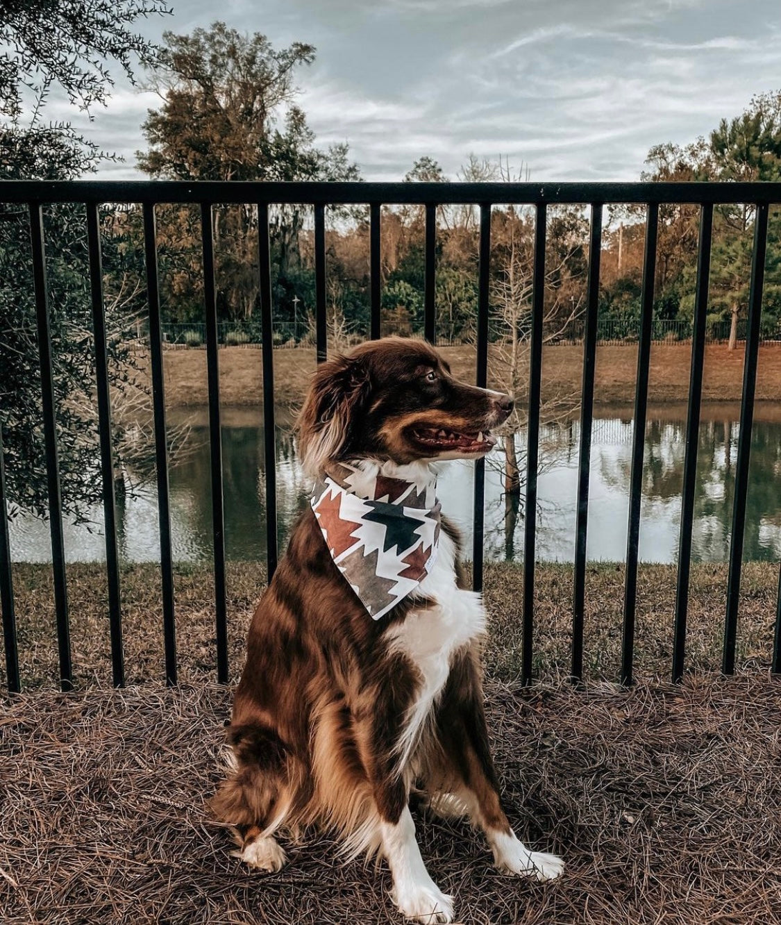 Acadia Dog Bandana - Clay Collection