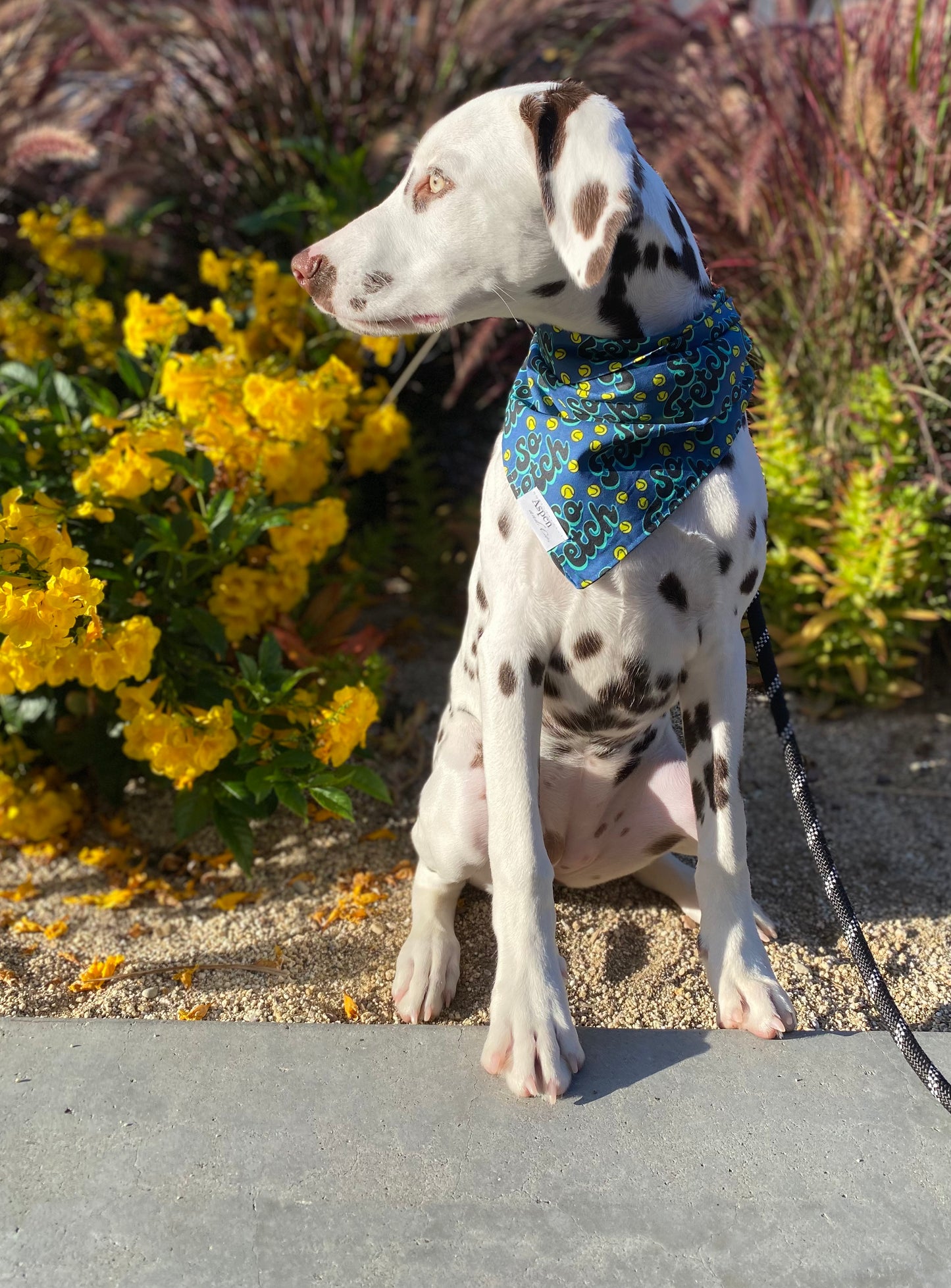 Dog Bandana - Fetch