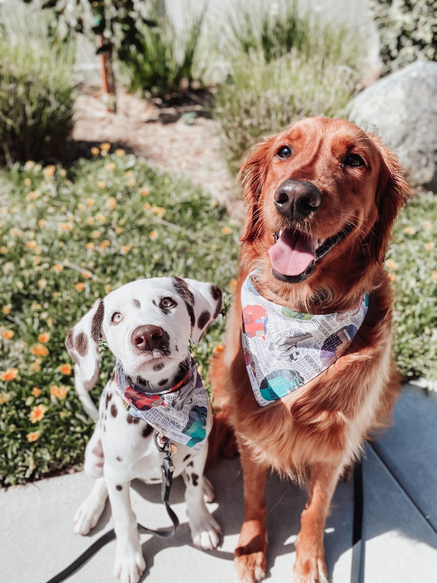Mental Health Dog Bandana- Inside My Mind
