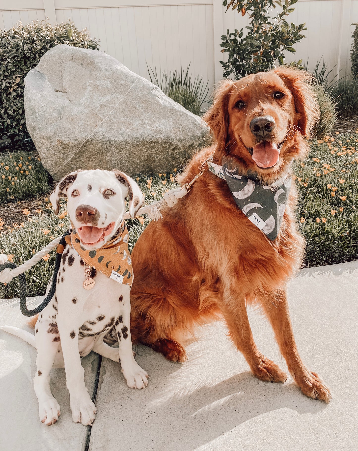 Dog Bandana - It's All a Phase