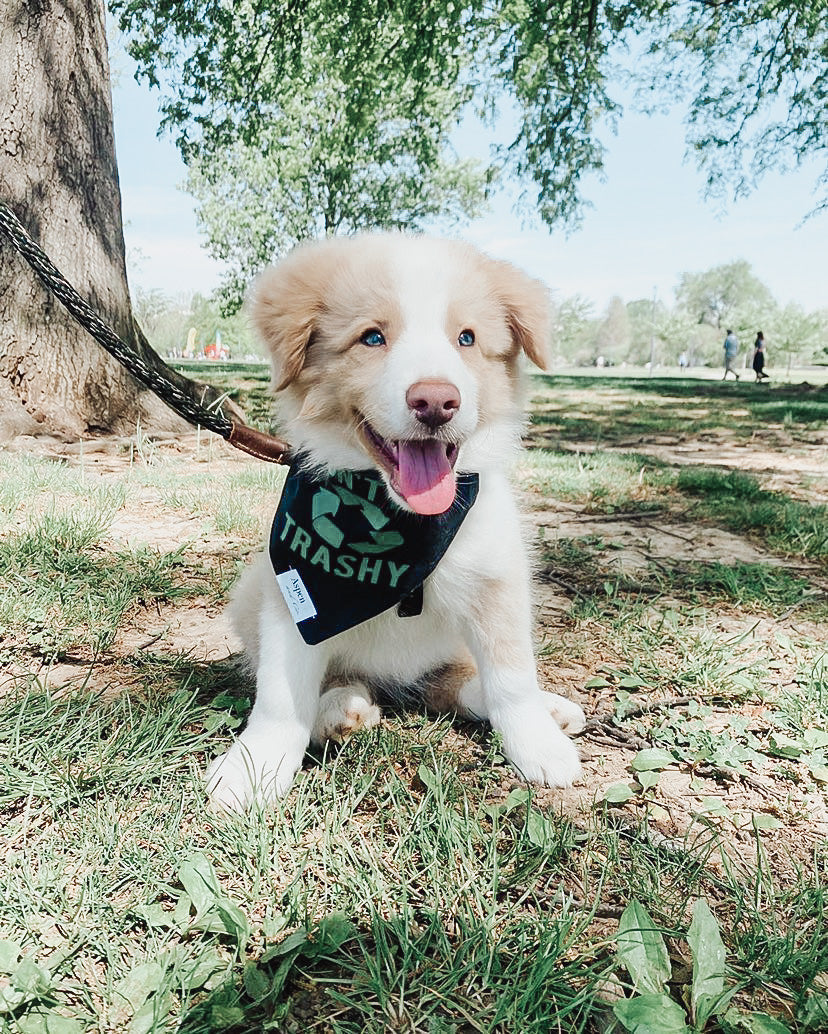 Dog Bandana - Recycle