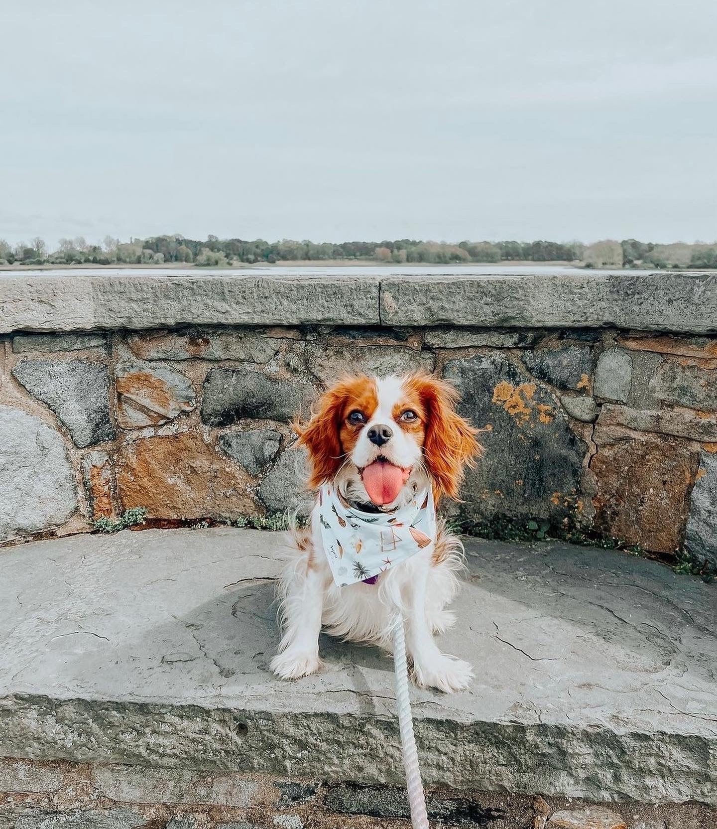 Dog Bandana - Summer Bash