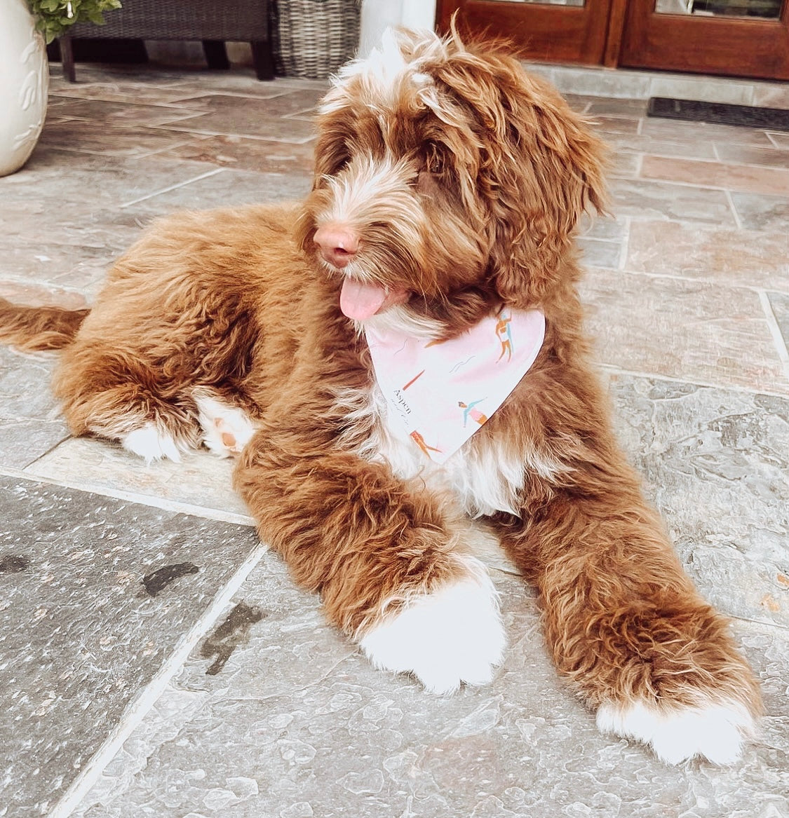 Dog Bandana- Indie