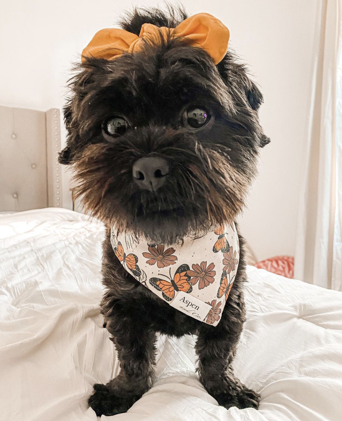 Dog Bandana - Boho Butterfly