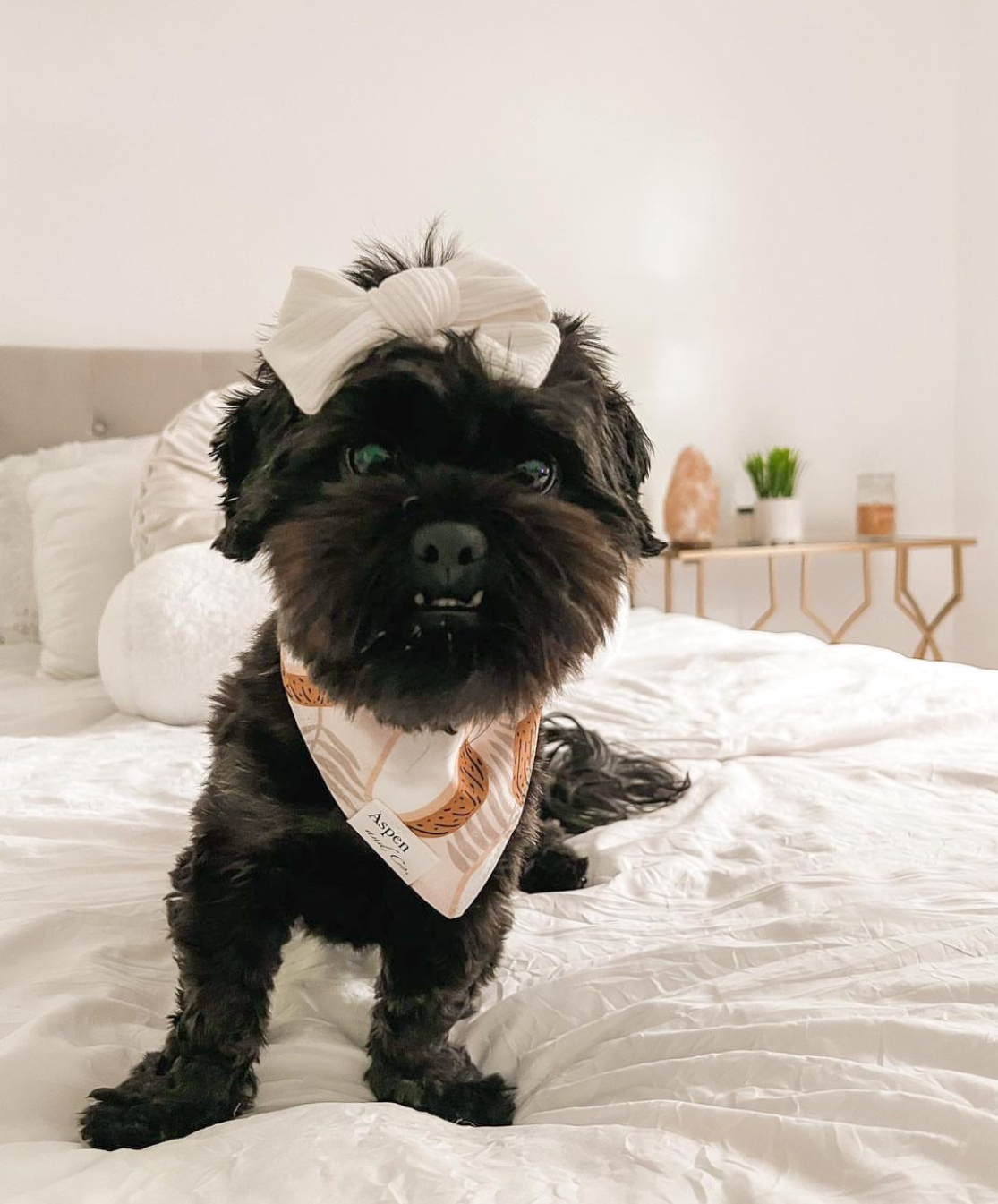 Dog Bandana -Coco Cabana