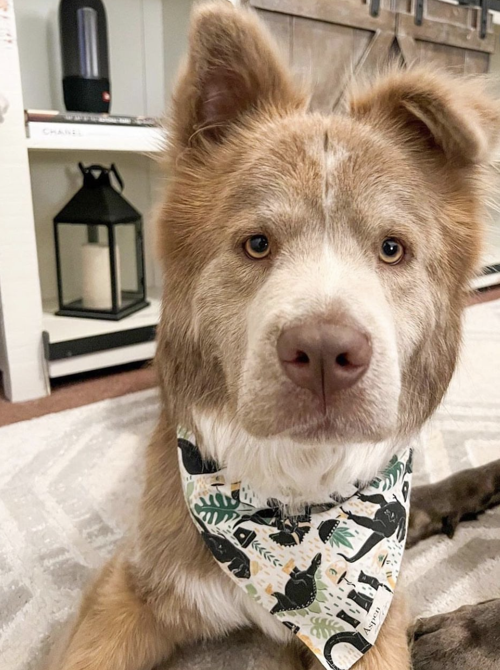 Dog Bandana- Cool'Saurus (Dinosaur)