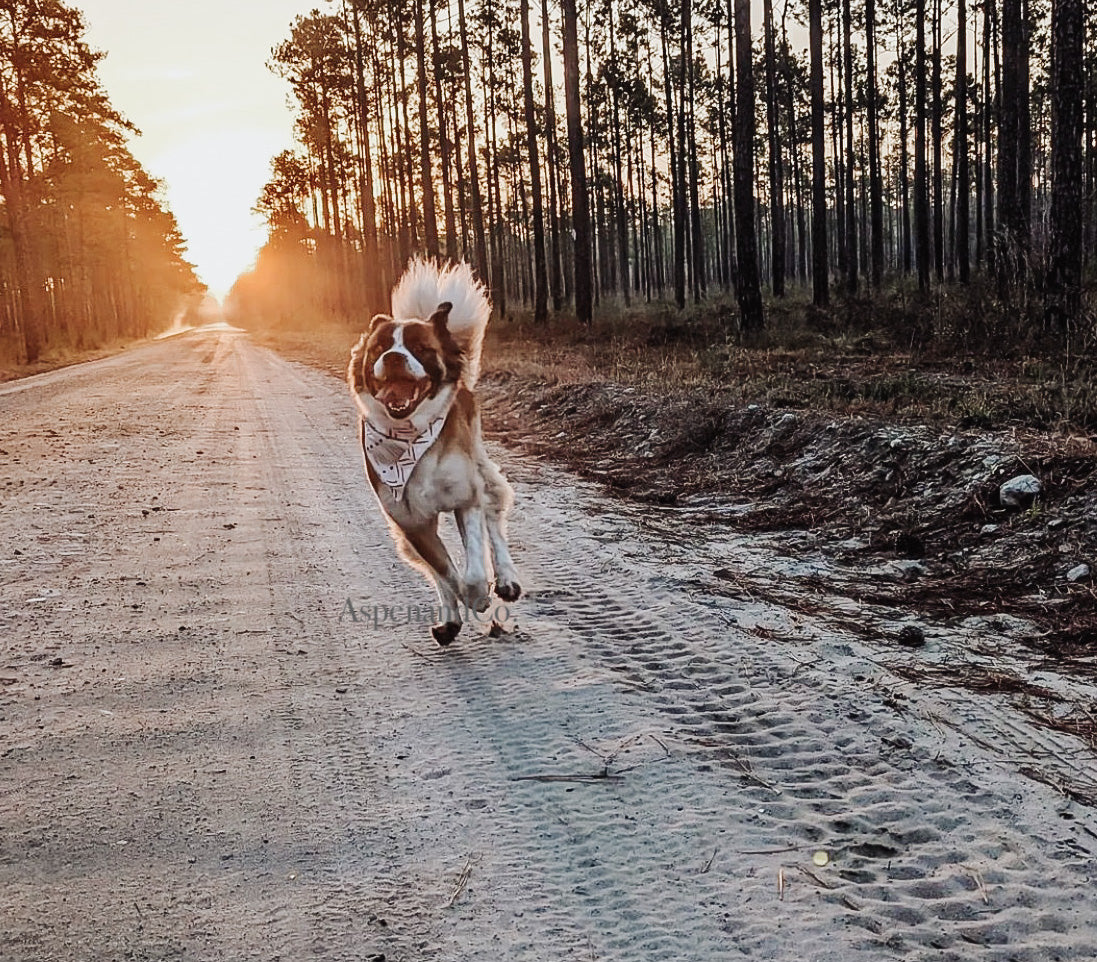Rise Dog Bandana - Clay Collection