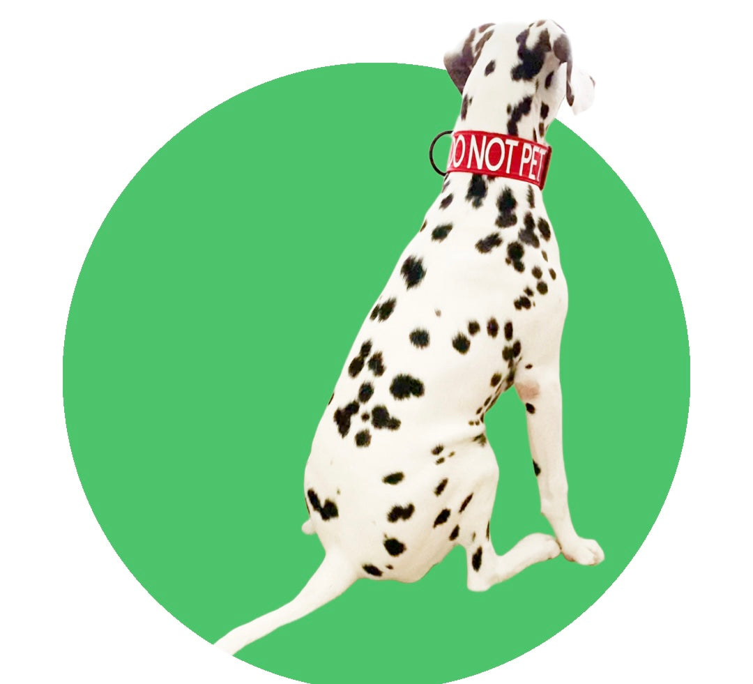 DO NOT PET - Dog Collar