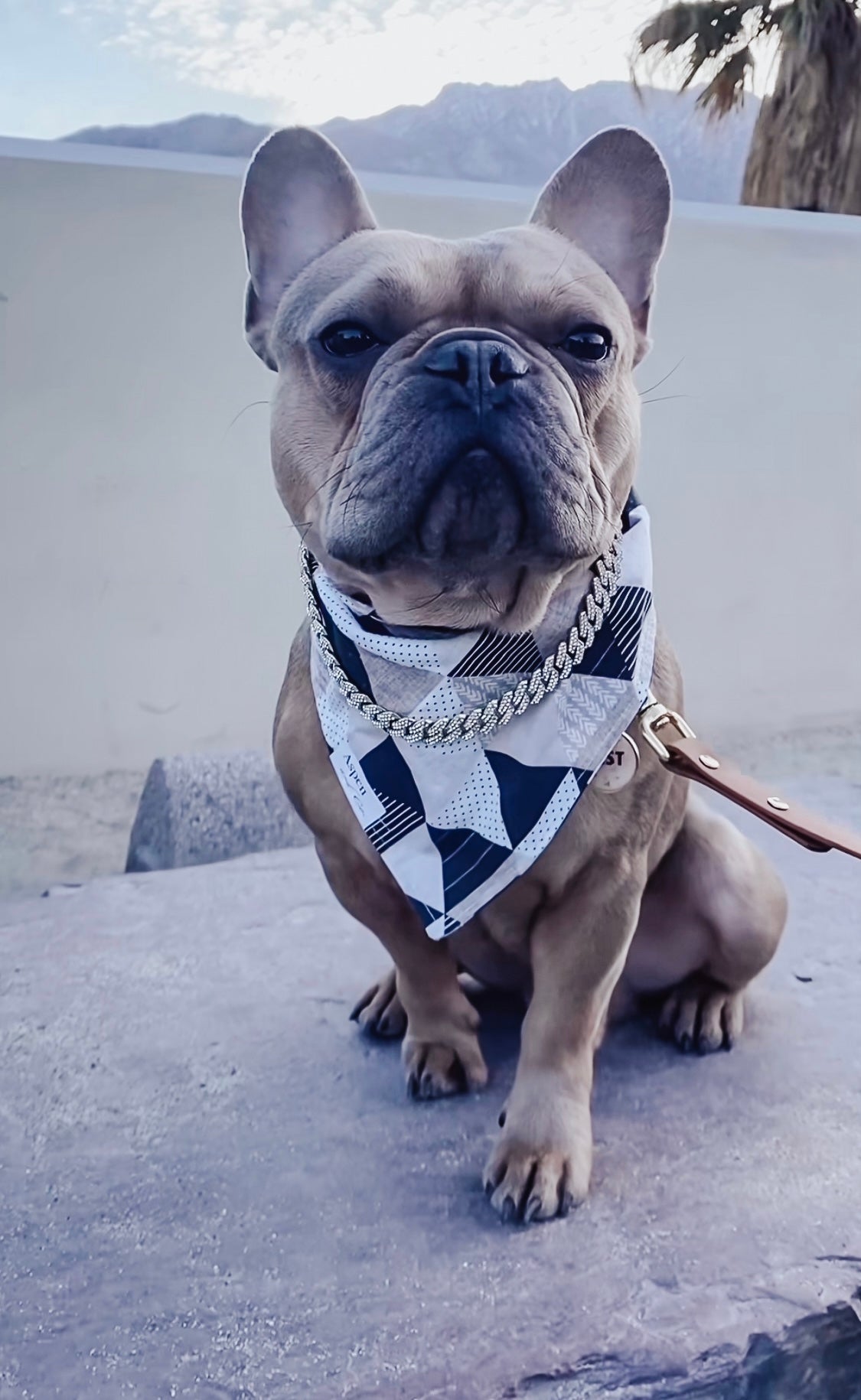 Dog Bandana - Peak
