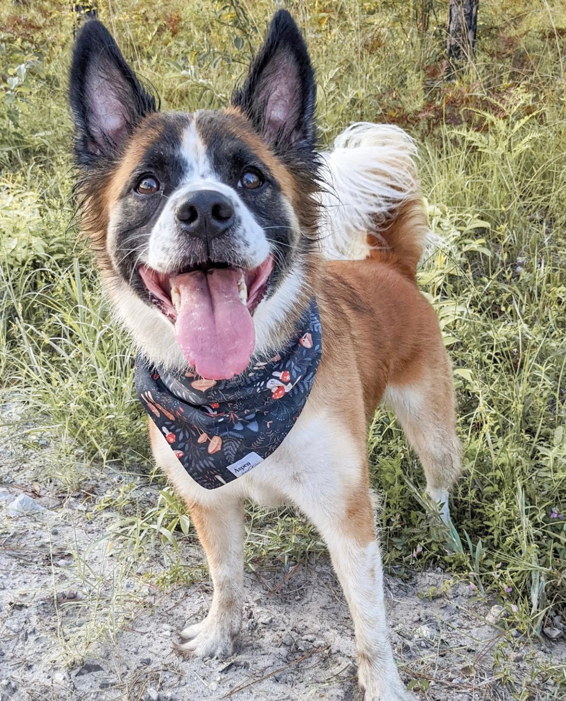 Dog Bandana - Fun Guy