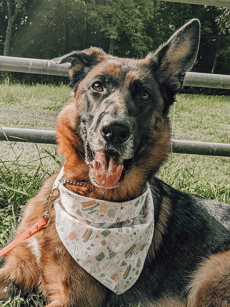 Dog Bandana - Paw'ty
