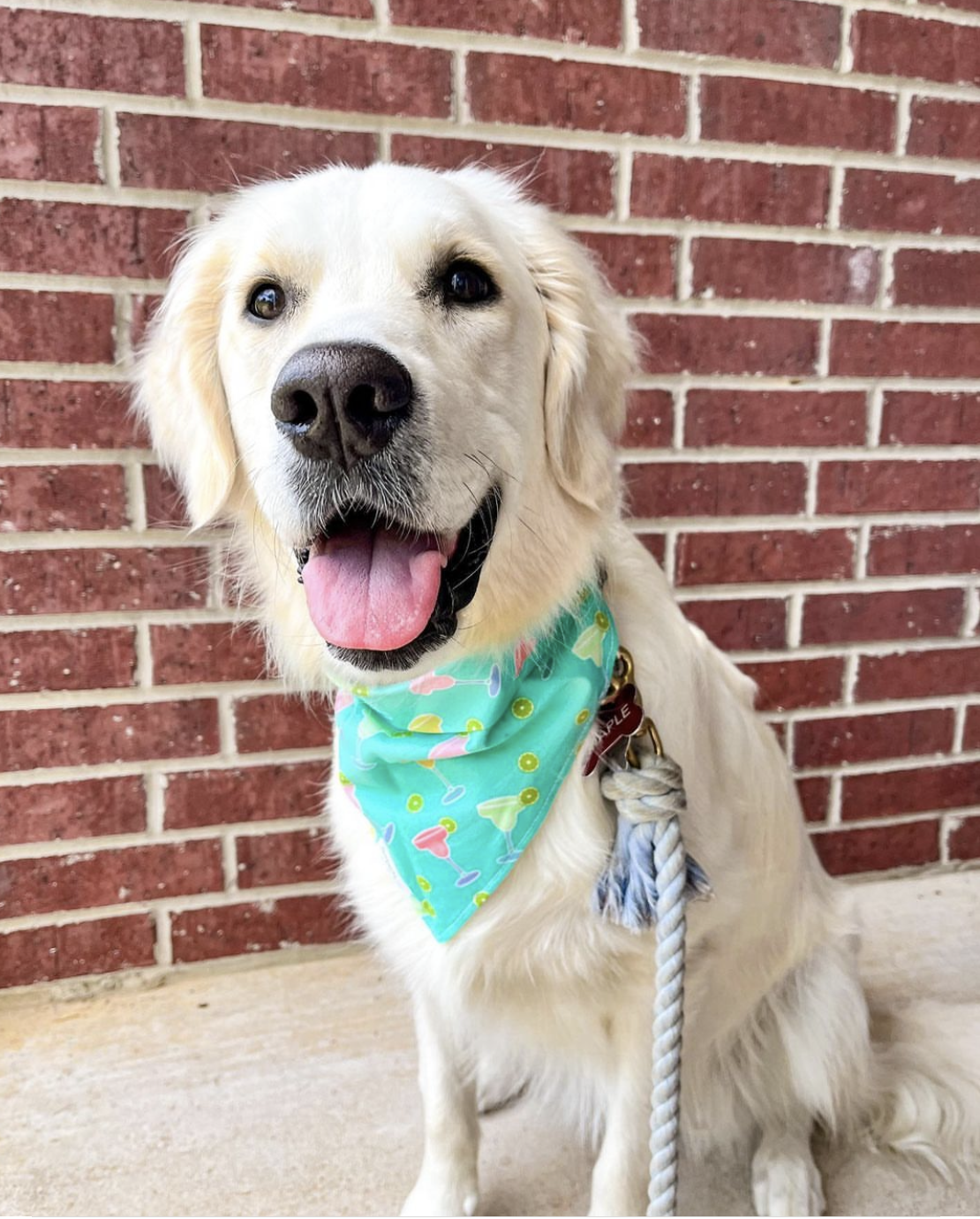 Dog Bandana- Margs