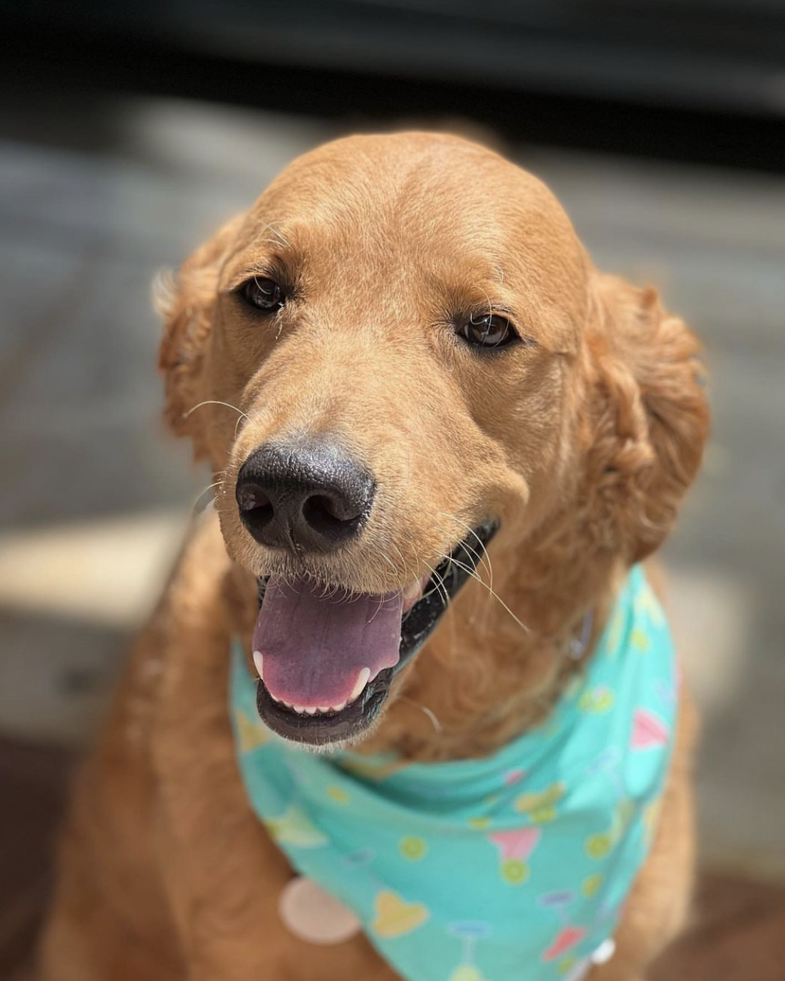 Dog Bandana- Margs