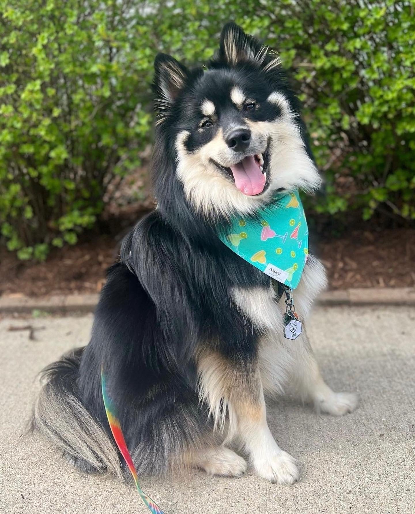 Dog Bandana- Margs