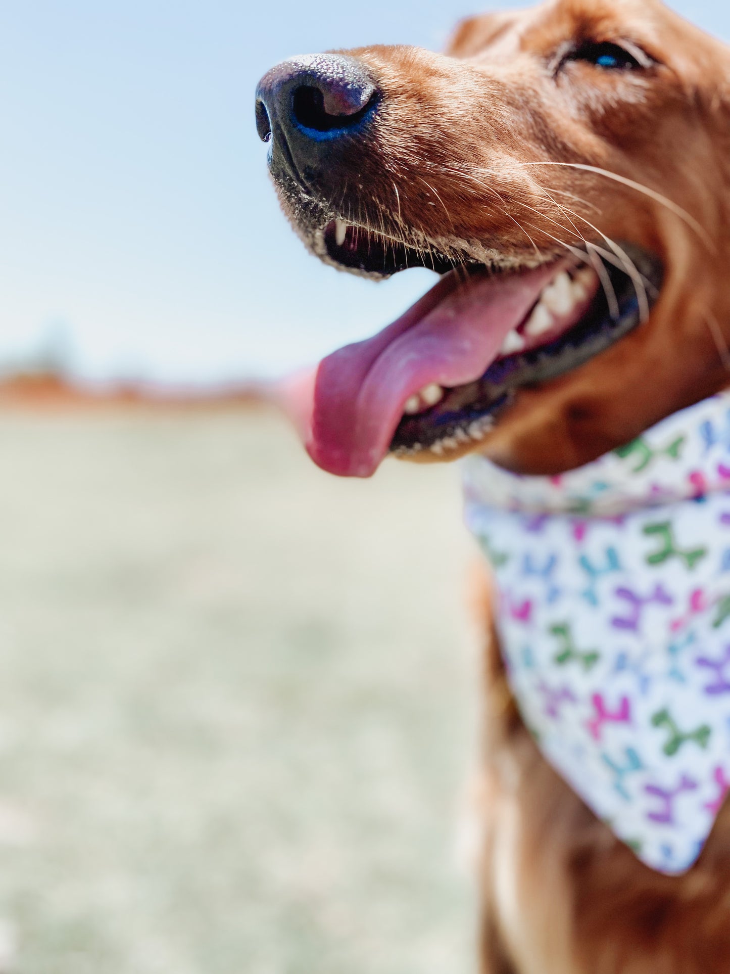 Birthday Dog Bandana - Party Animal