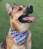 German Shepherd (or Shepsky mix) wearing a blue 4th of July dog bandana with popsicle print, looking off to the side in natural light.