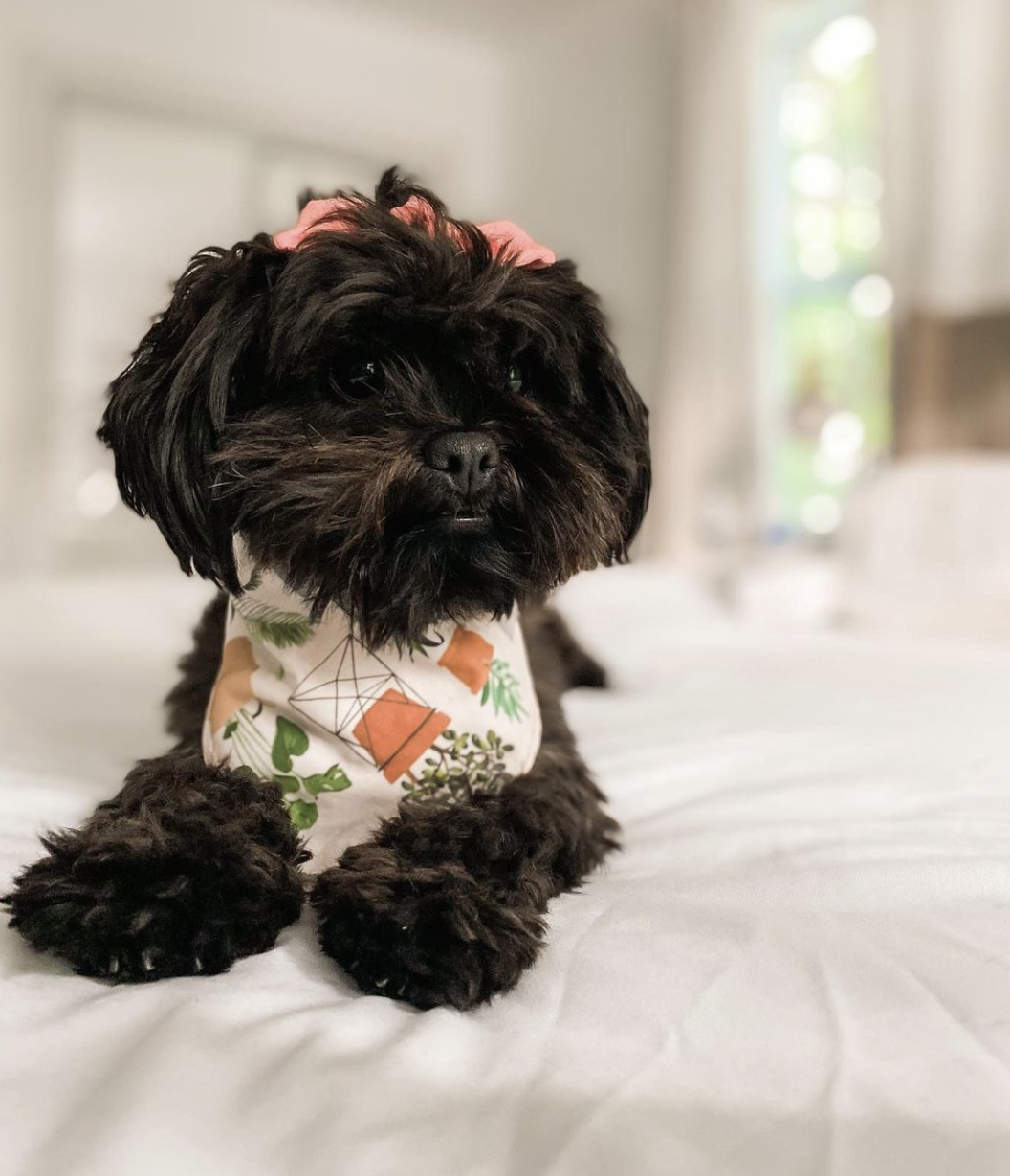 Dog Bandana - Wet My Plants