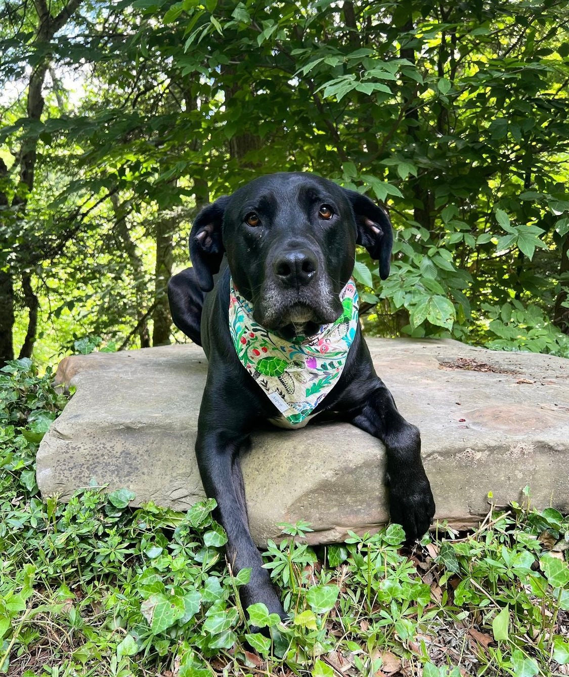 Dog Bandana - Summer Sea