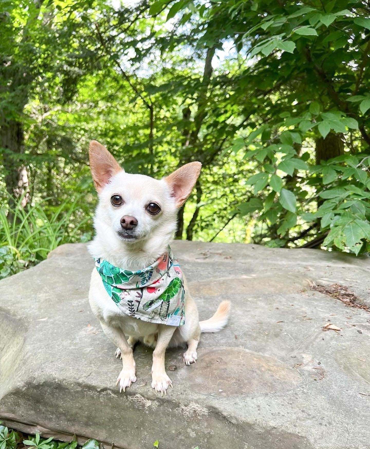 Dog Bandana - Summer Sea