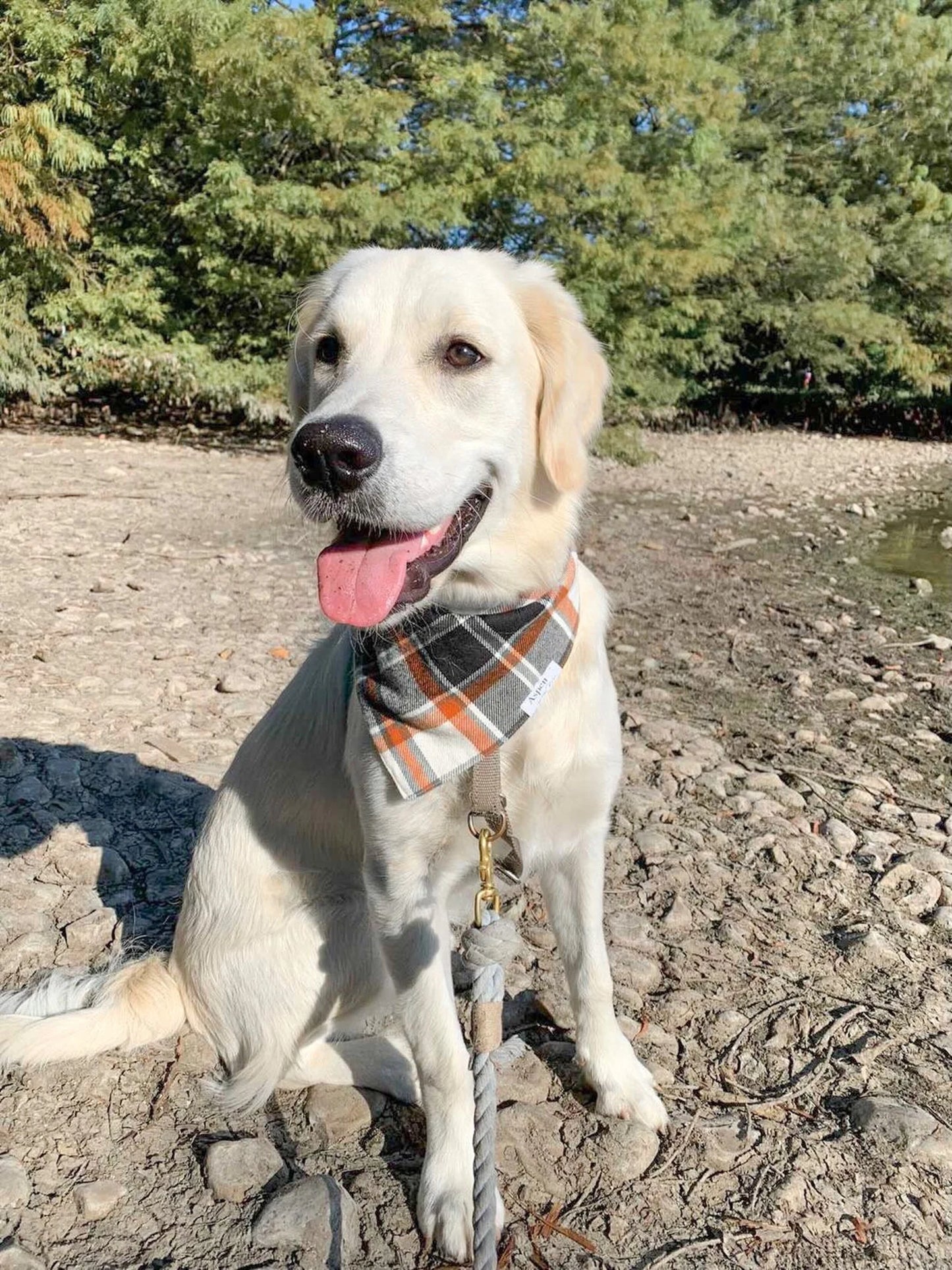 Sweater Weather - Fall Dog Bandana